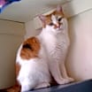 Thumbnail photo of Mittsy #3