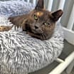 Thumbnail photo of Sassy #3