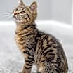 Thumbnail photo of Turbo No Flametail #2