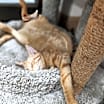 Thumbnail photo of Barney #2