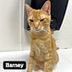Thumbnail photo of Barney #3