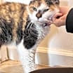 Thumbnail photo of Pumpkin #2