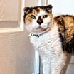Thumbnail photo of Pumpkin #3