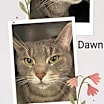 Thumbnail photo of Dawn #2
