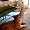 Thumbnail photo of Gilbert #2