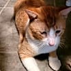 Thumbnail photo of Gilbert #3