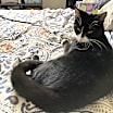 Thumbnail photo of Shirley + Stanley #2