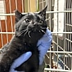 Thumbnail photo of Endora #2