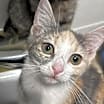Thumbnail photo of Luna #2