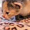 Thumbnail photo of Luna #3