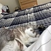 Thumbnail photo of Manx for the Memories #4