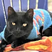 Thumbnail photo of Turner #1