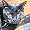 Thumbnail photo of Turner #3