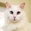 Thumbnail photo of Zima #1
