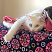 Thumbnail photo of Zima #4