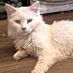 Thumbnail photo of Sugar #1