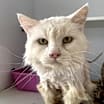 Thumbnail photo of Sugar #2