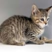 Thumbnail photo of Milkshake #2