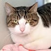 Thumbnail photo of Cookie #1