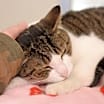 Thumbnail photo of Cookie #2