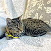 Thumbnail photo of Darla #2