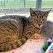 Thumbnail photo of Molly #1
