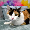 Thumbnail photo of Lola #1