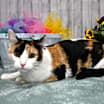 Thumbnail photo of Lola #2
