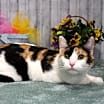 Thumbnail photo of Lola #3