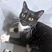 Thumbnail photo of Joey - $25 Bissell Sponsored Adoption Fee! #2