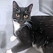 Thumbnail photo of Joey - $25 Bissell Sponsored Adoption Fee! #3