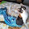 Thumbnail photo of Doja #1