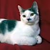 Thumbnail photo of Taco Fersch #1