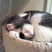 Thumbnail photo of Taco Fersch #2