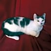 Thumbnail photo of Taco Fersch #4