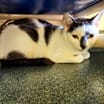 Thumbnail photo of Coco #2