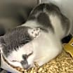 Thumbnail photo of Coco #3