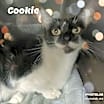 Thumbnail photo of Cookie #1