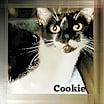 Thumbnail photo of Cookie #2