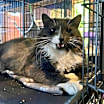 Thumbnail photo of Gracie II #1