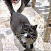 Thumbnail photo of Gracie II #2
