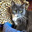 Thumbnail photo of Gracie II #3