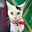 Thumbnail photo of Oreo #1