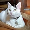 Thumbnail photo of Oreo #2