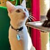 Thumbnail photo of Oreo #3