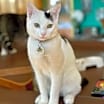 Thumbnail photo of Oreo #4