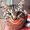Thumbnail photo of Twiggy #2