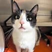 Thumbnail photo of Amaya *FELV+* #2
