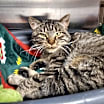 Thumbnail photo of Twiggy #3
