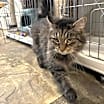 Thumbnail photo of Muffin #2